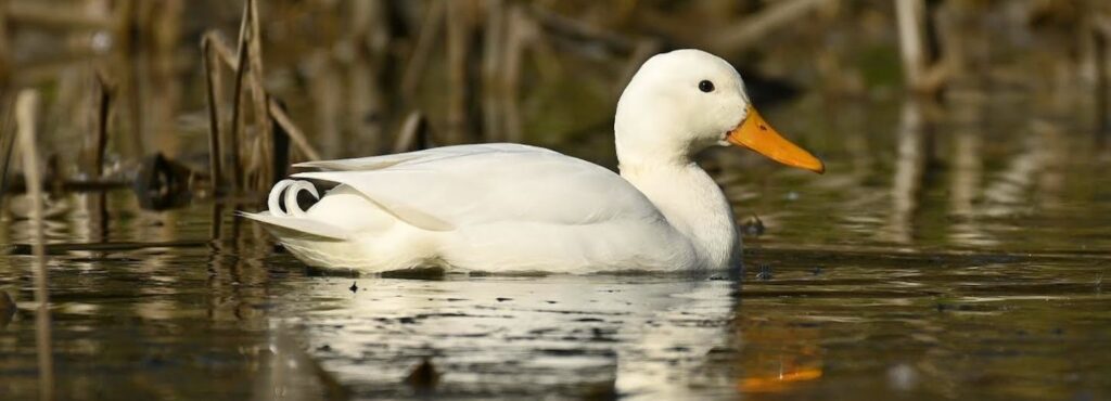 Nieuwsbrief GrAs Januari 2026
