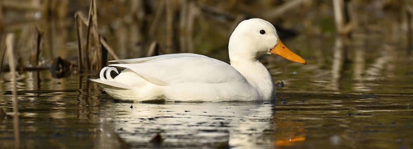 Nieuwsbrief GrAs Januari 2026