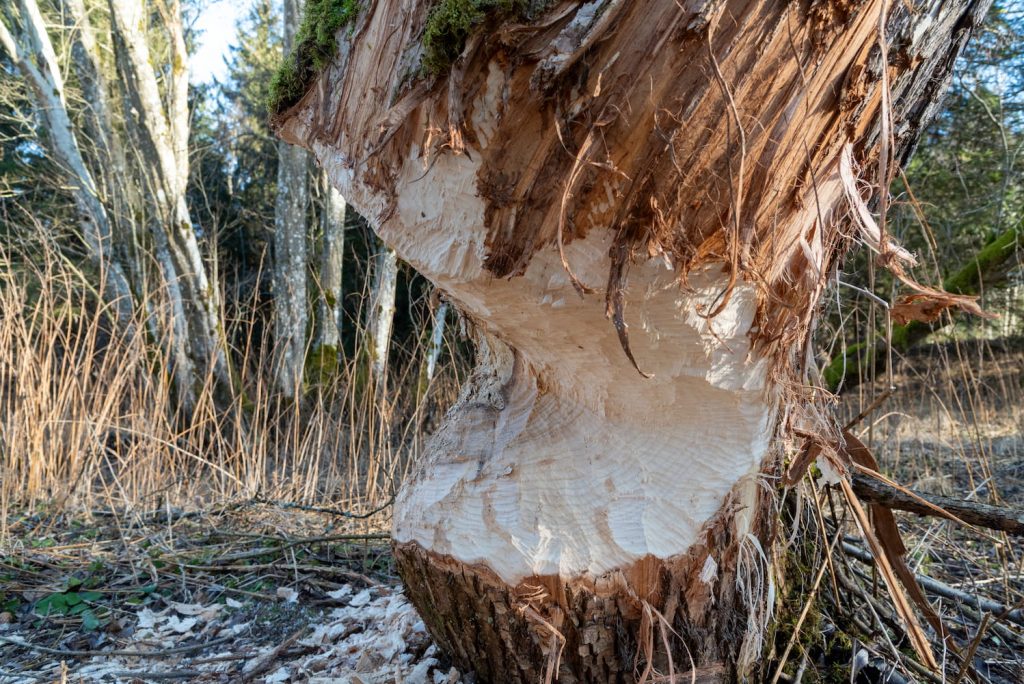 Het watersysteem van de Drentsche Aa
